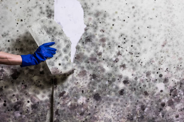Best Emergency Mold Remediation in , MO